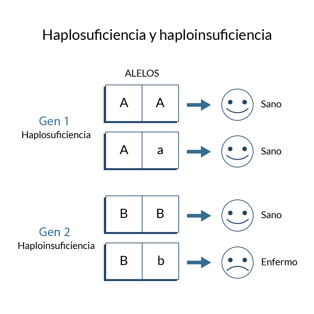 Haplosuficiencia y haploinsuficiencia