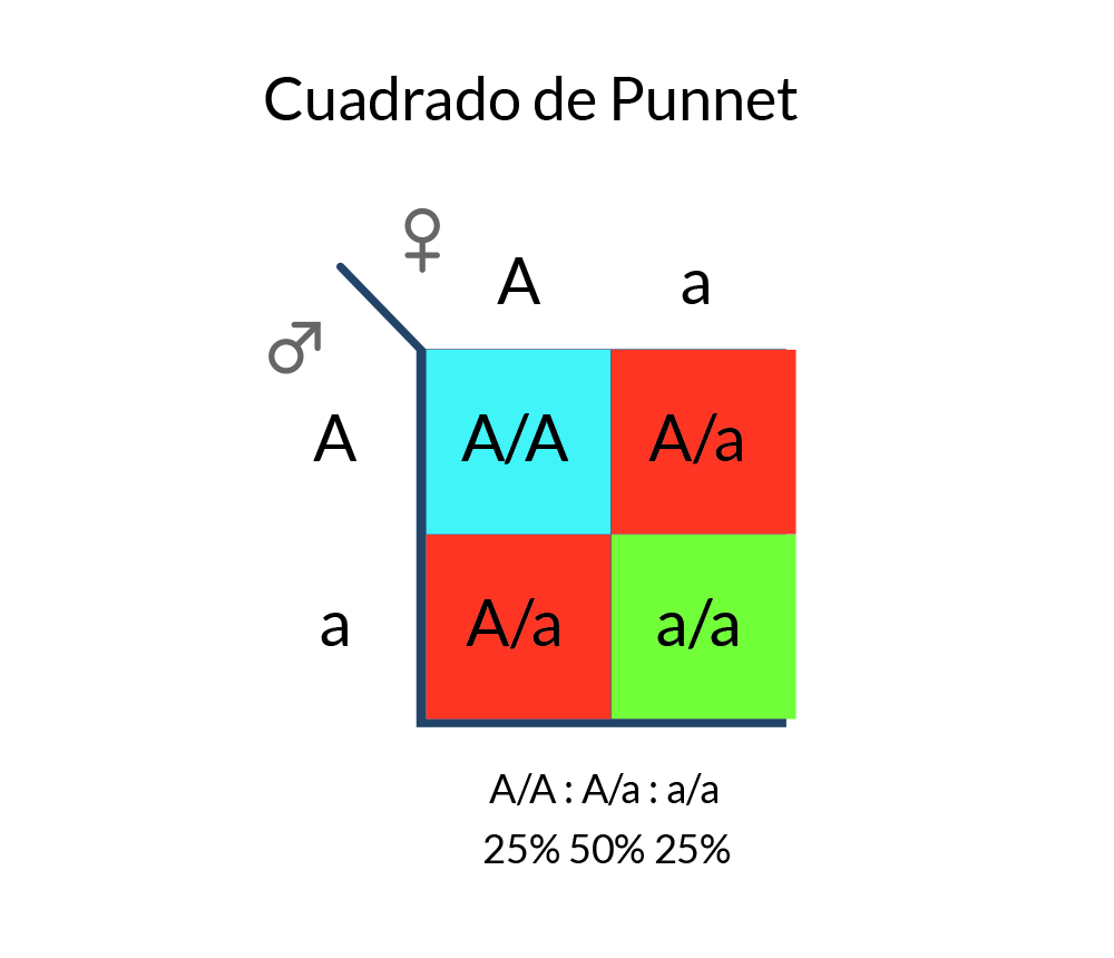 Cuadrado de Punnet