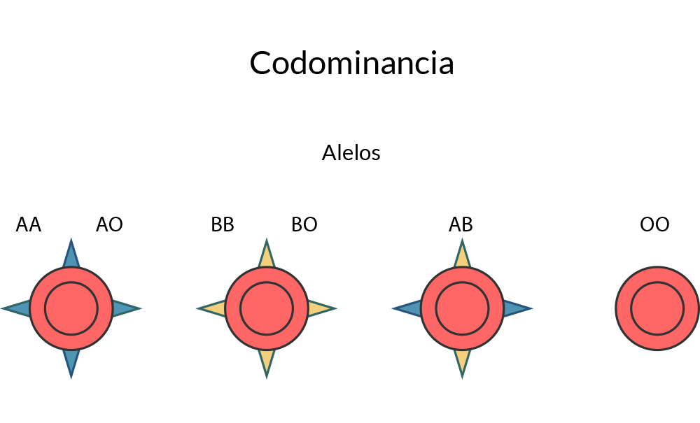 Codominancia en eritrocitos