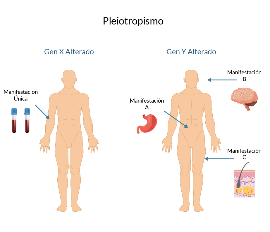 Enfermedades genéticas y pleiotropismo