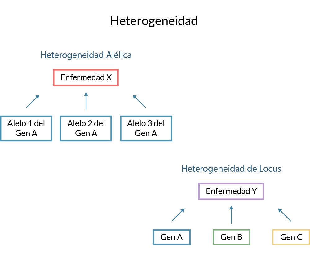 Heterogeneidad alélica y de locus